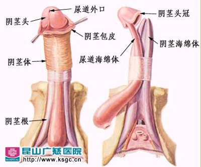 男人包皮过长的危害
