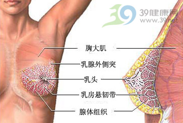 这些器官为何容易得癌症？